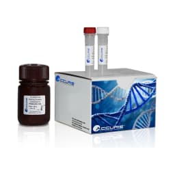 Accuris ssDNA Quantification Kit, 100 Assays - Additional View | Legacy Lab Supplies