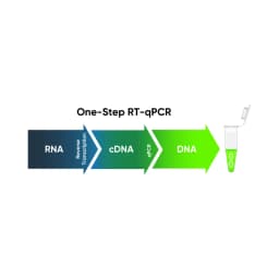 Accuris qMAX Green One-Step RT-qPCR Kit, No ROX, Sample (PR2120-N-S, 20 Reactions) - Additional View | Legacy Lab Supplies